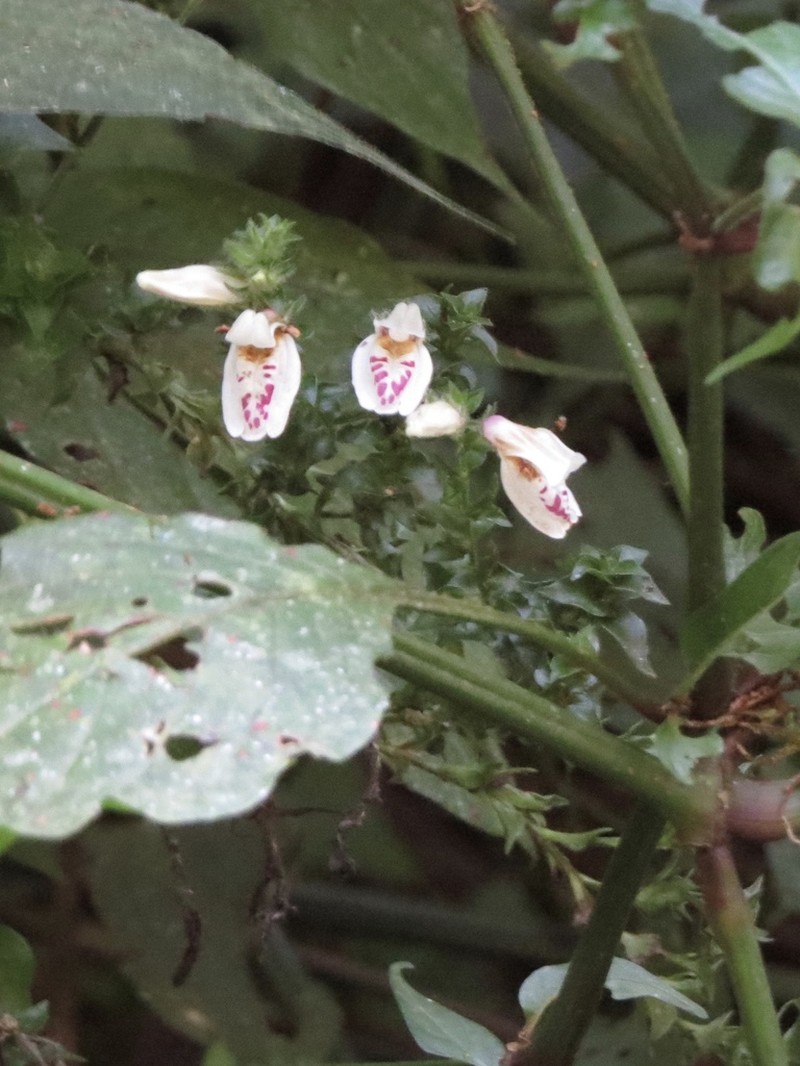 Isoglossa milanjiensis photo 3