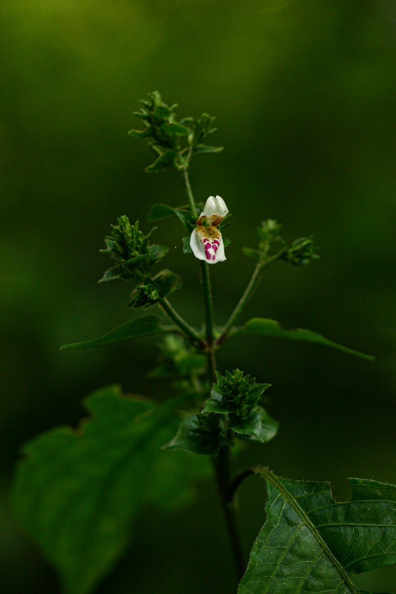 Isoglossa milanjiensis photo 5