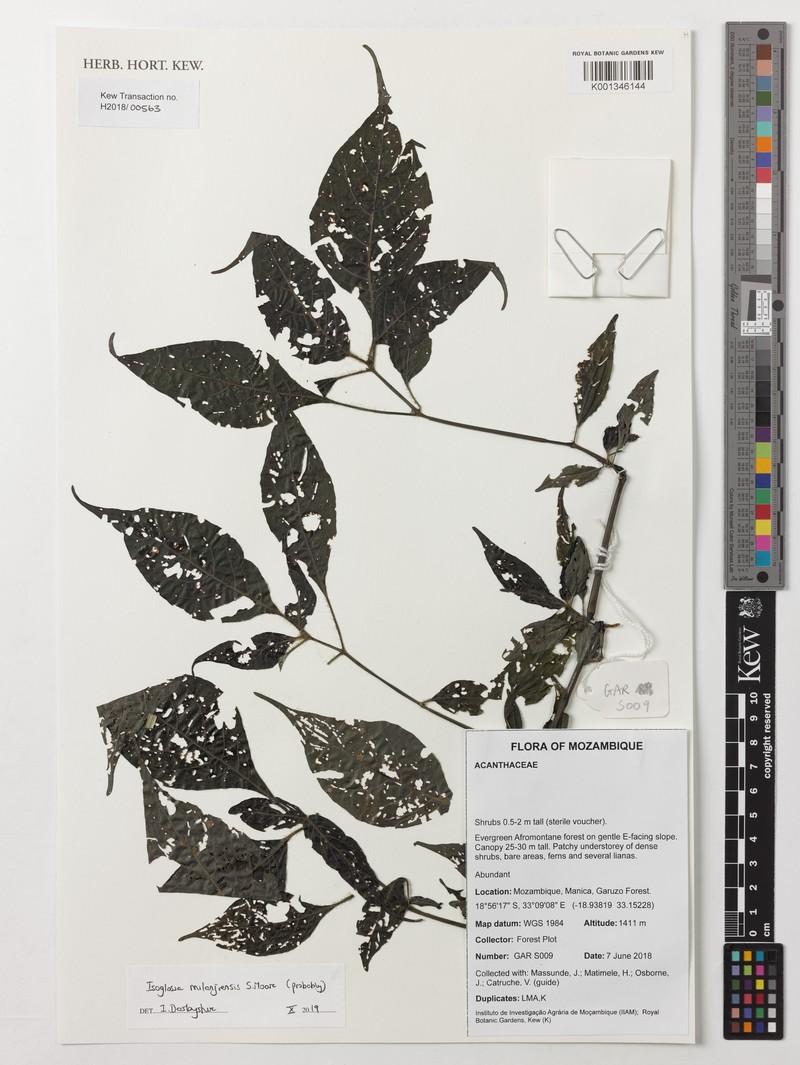 Isoglossa milanjiensis photo 7
