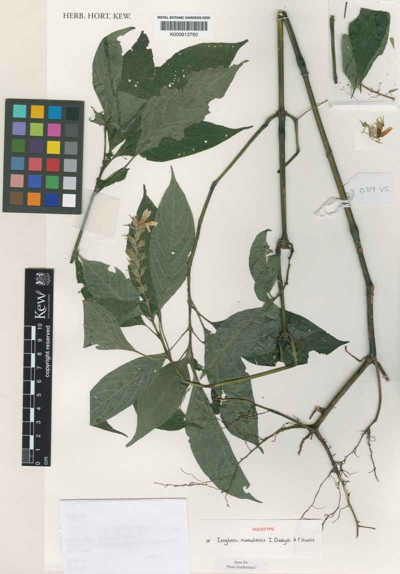 Isoglossa namuliensis