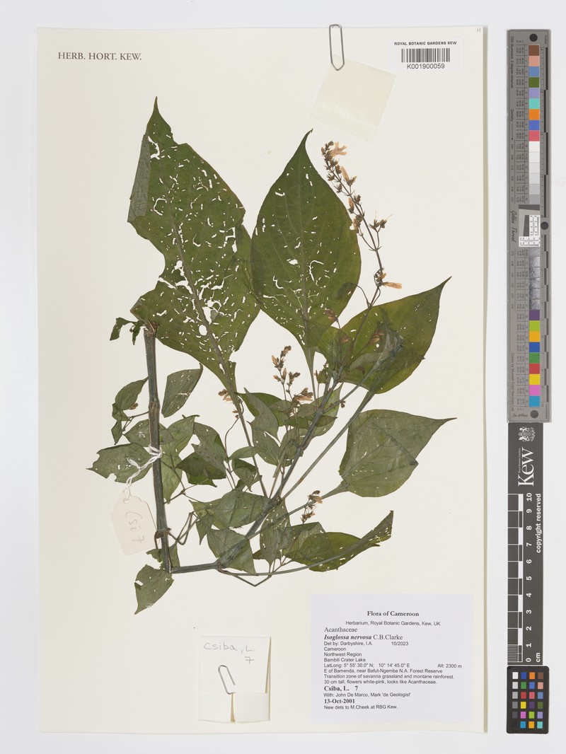 Isoglossa nervosa