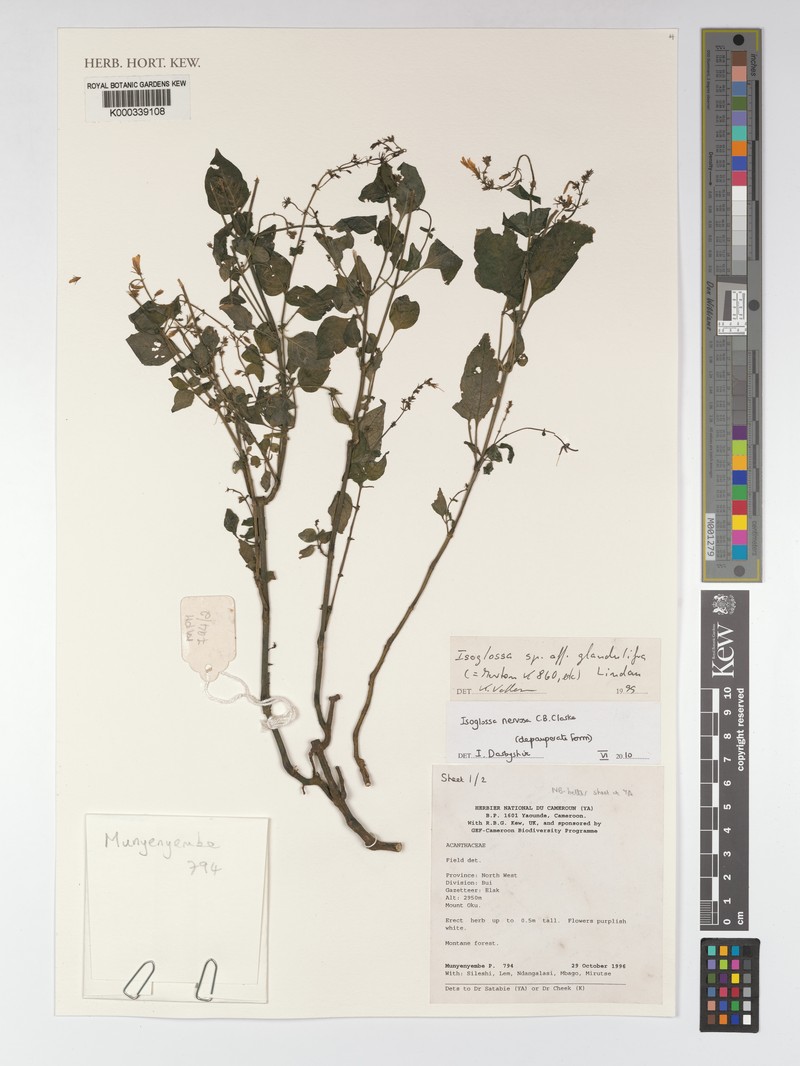 Isoglossa nervosa photo 2