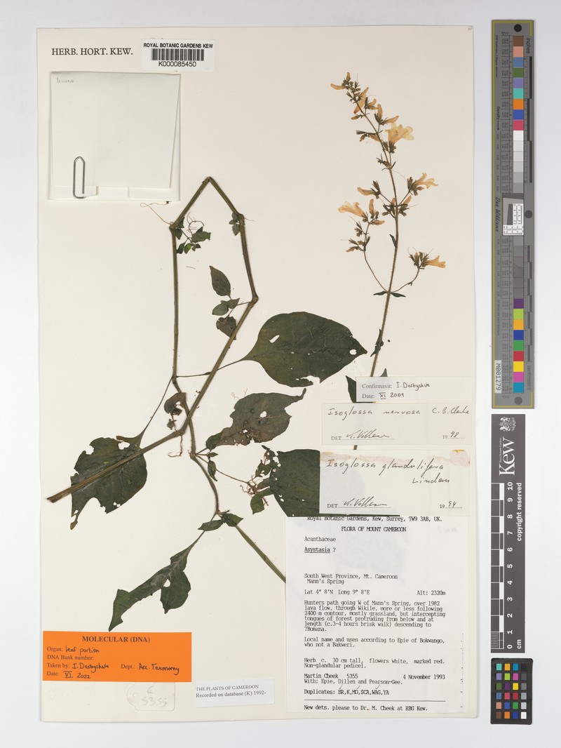 Isoglossa nervosa photo 3