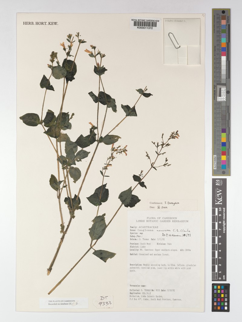 Isoglossa nervosa photo 4