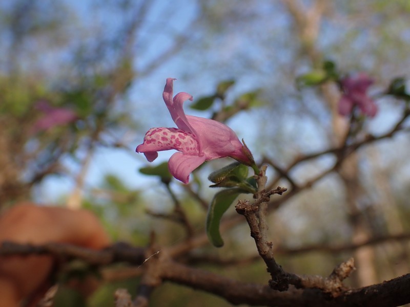 Isoglossa onilahensis photo 2