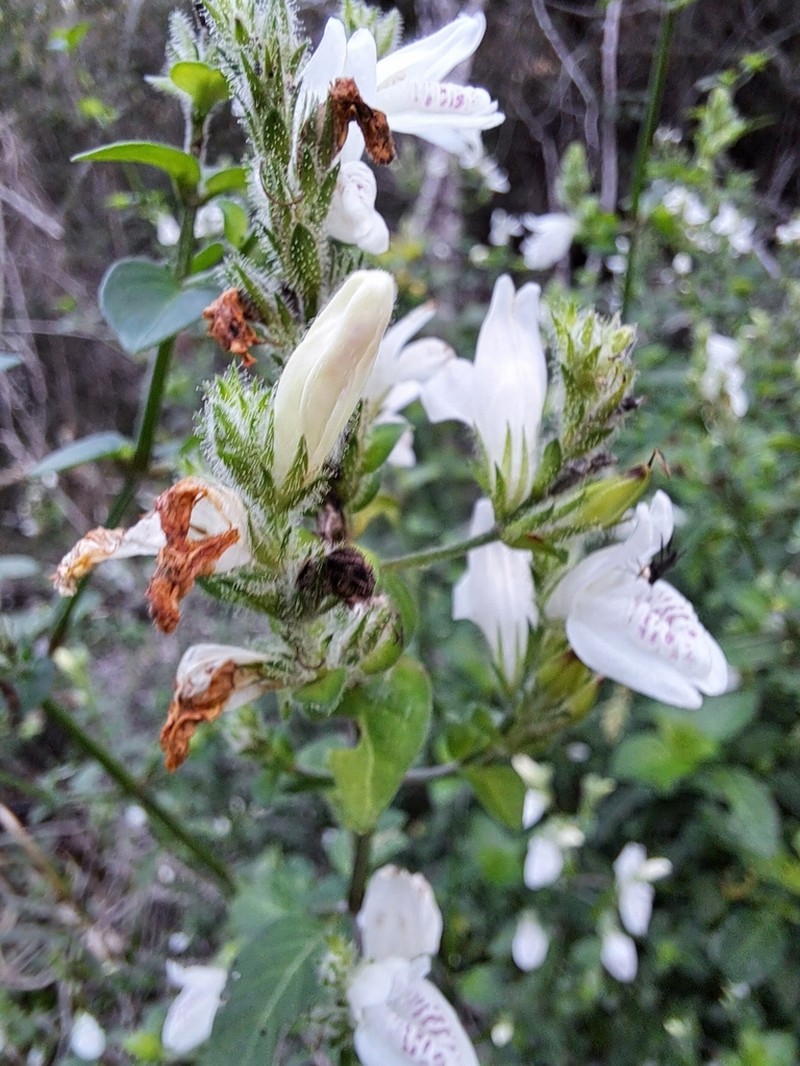 Isoglossa origanoides
