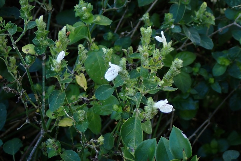Isoglossa origanoides photo 2