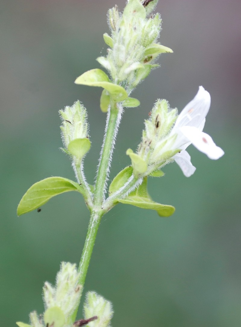 Isoglossa origanoides photo 3