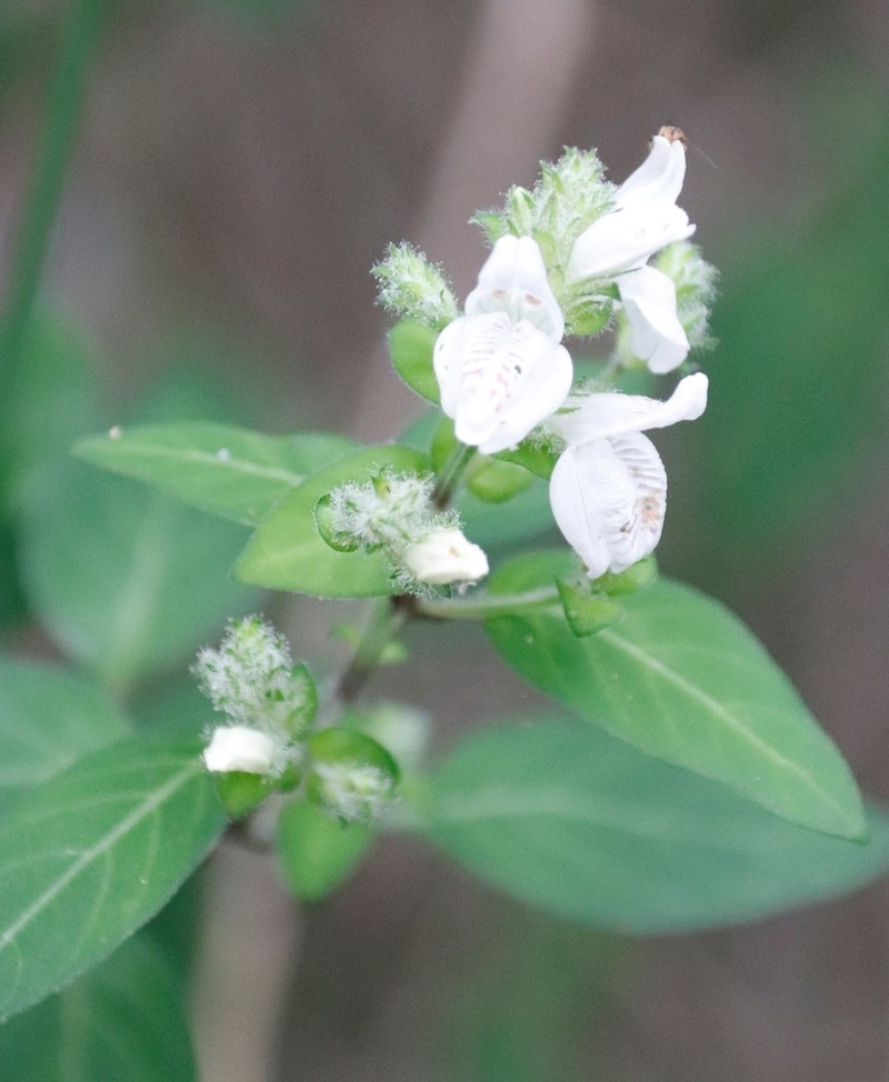 Isoglossa origanoides photo 4