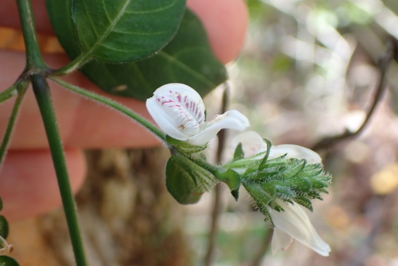 Isoglossa origanoides photo 5