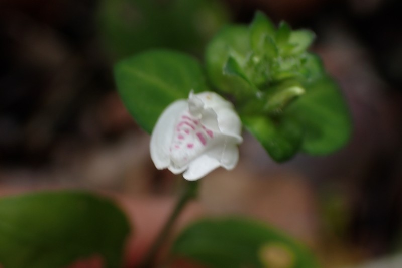 Isoglossa origanoides photo 6