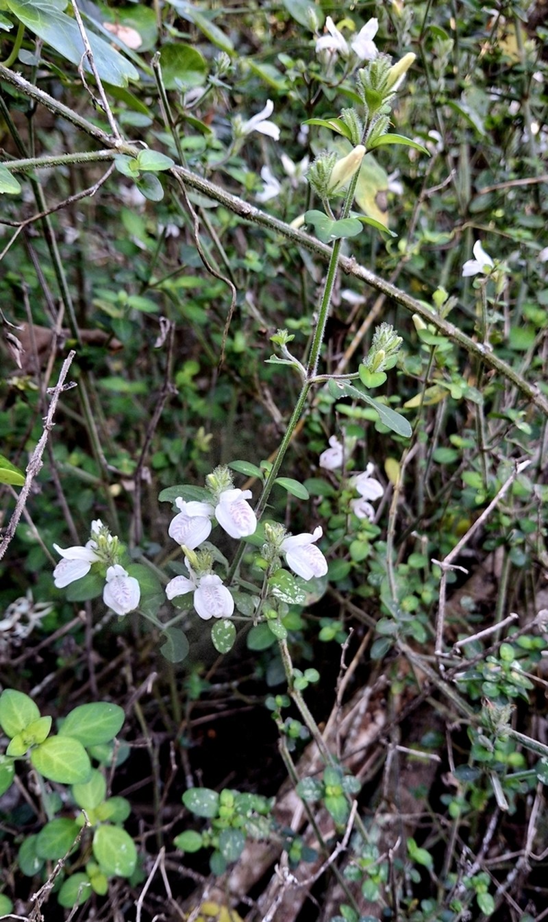 Isoglossa origanoides photo 7