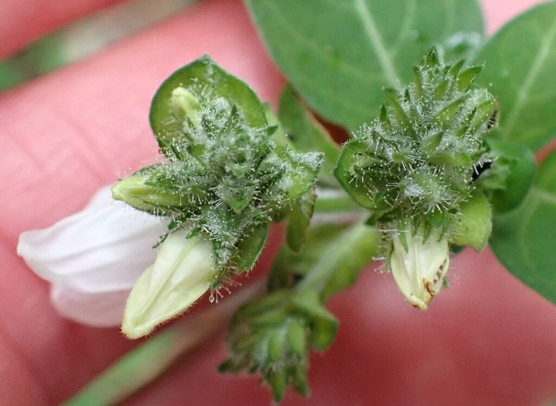 Isoglossa origanoides photo 8