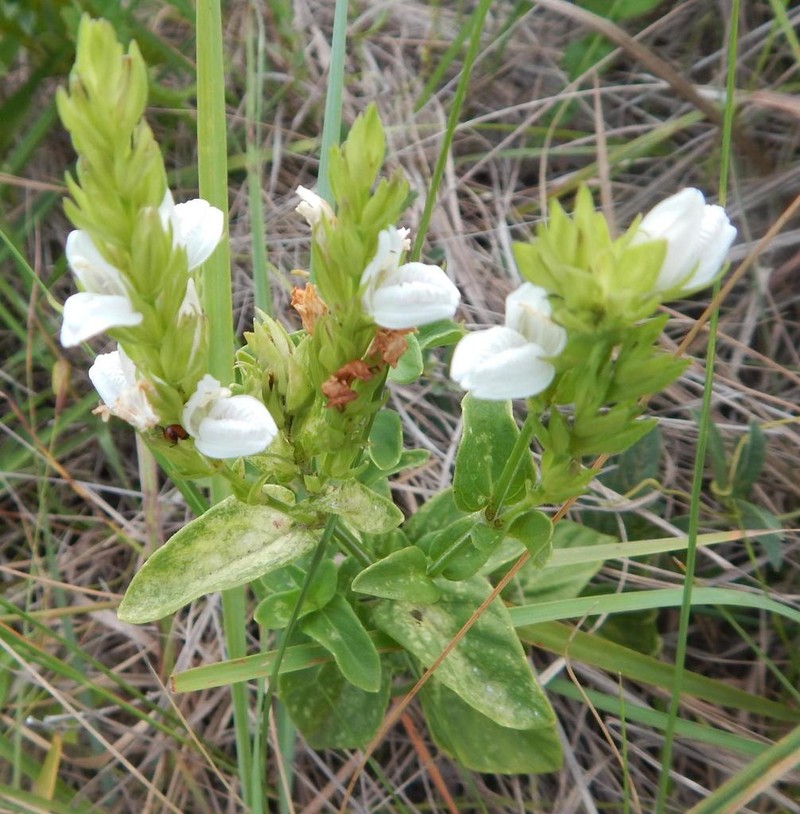 Isoglossa ovata