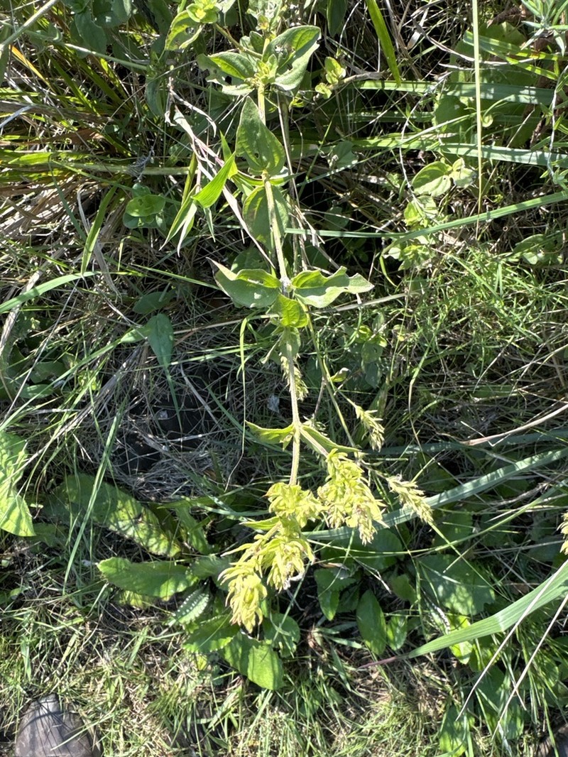 Isoglossa ovata photo 2