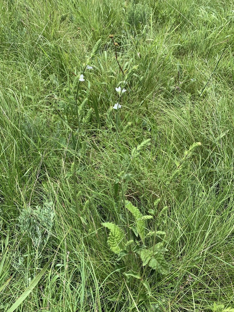 Isoglossa ovata photo 3