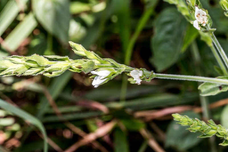 Isoglossa ovata photo 5