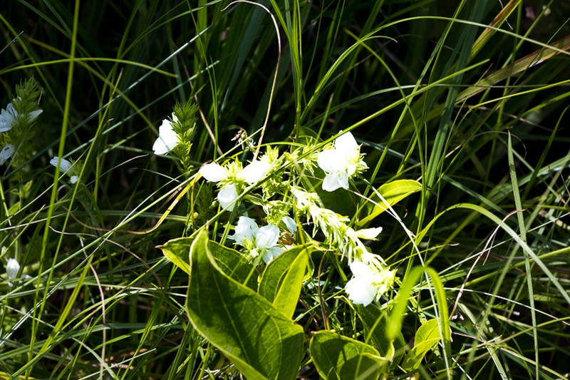 Isoglossa ovata photo 6
