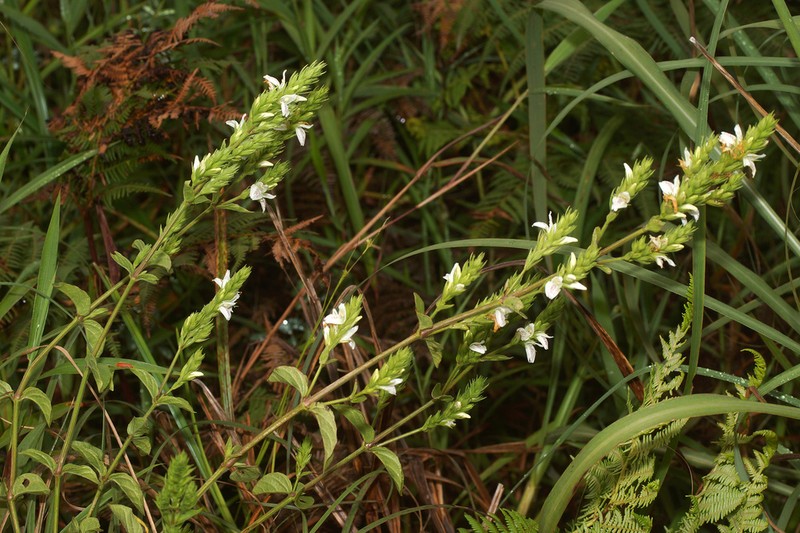 Isoglossa ovata photo 8