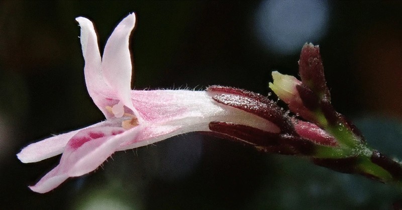Isoglossa pareensis