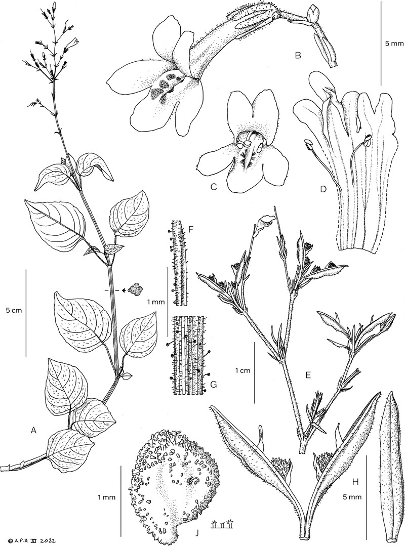 Isoglossa pareensis photo 2
