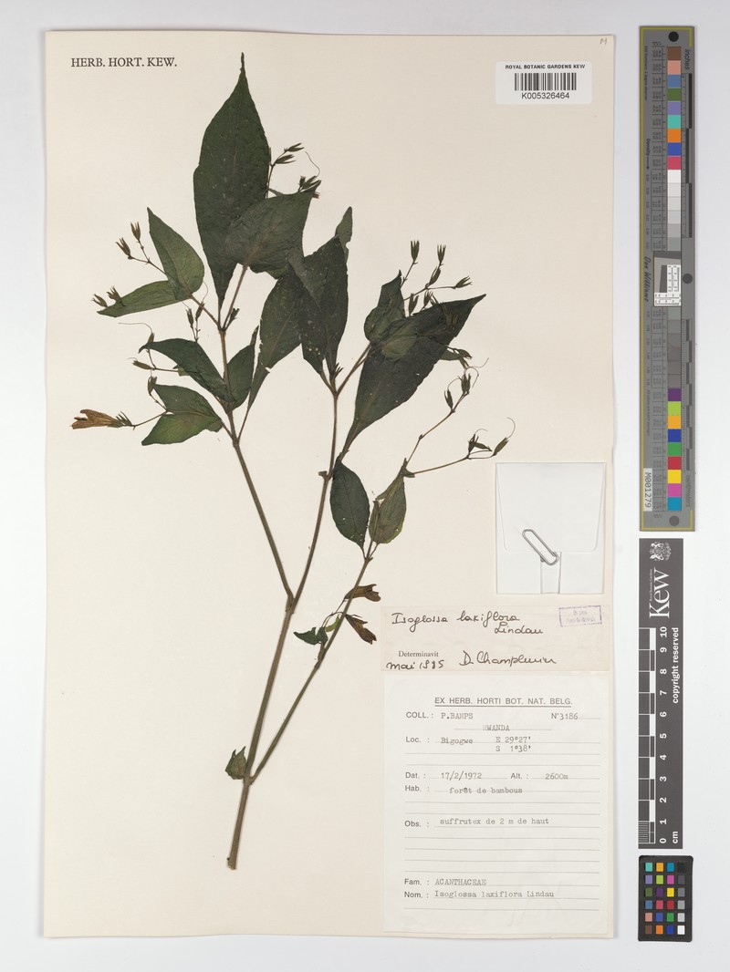 Isoglossa parviflora