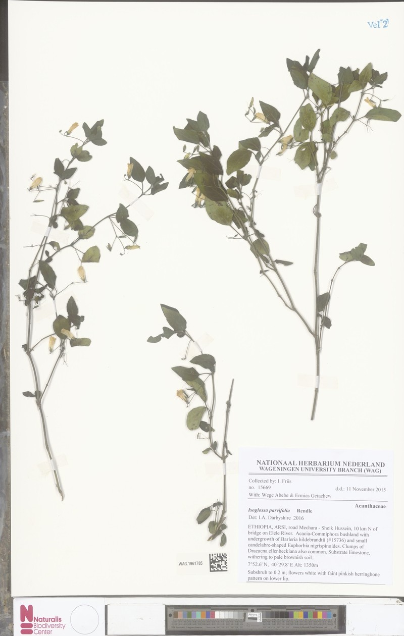 Isoglossa parvifolia