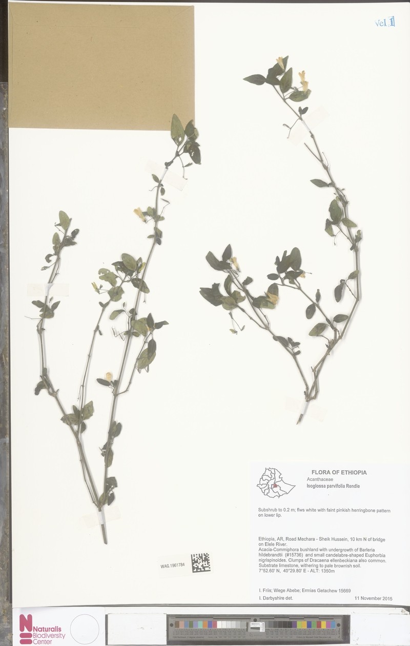 Isoglossa parvifolia photo 2