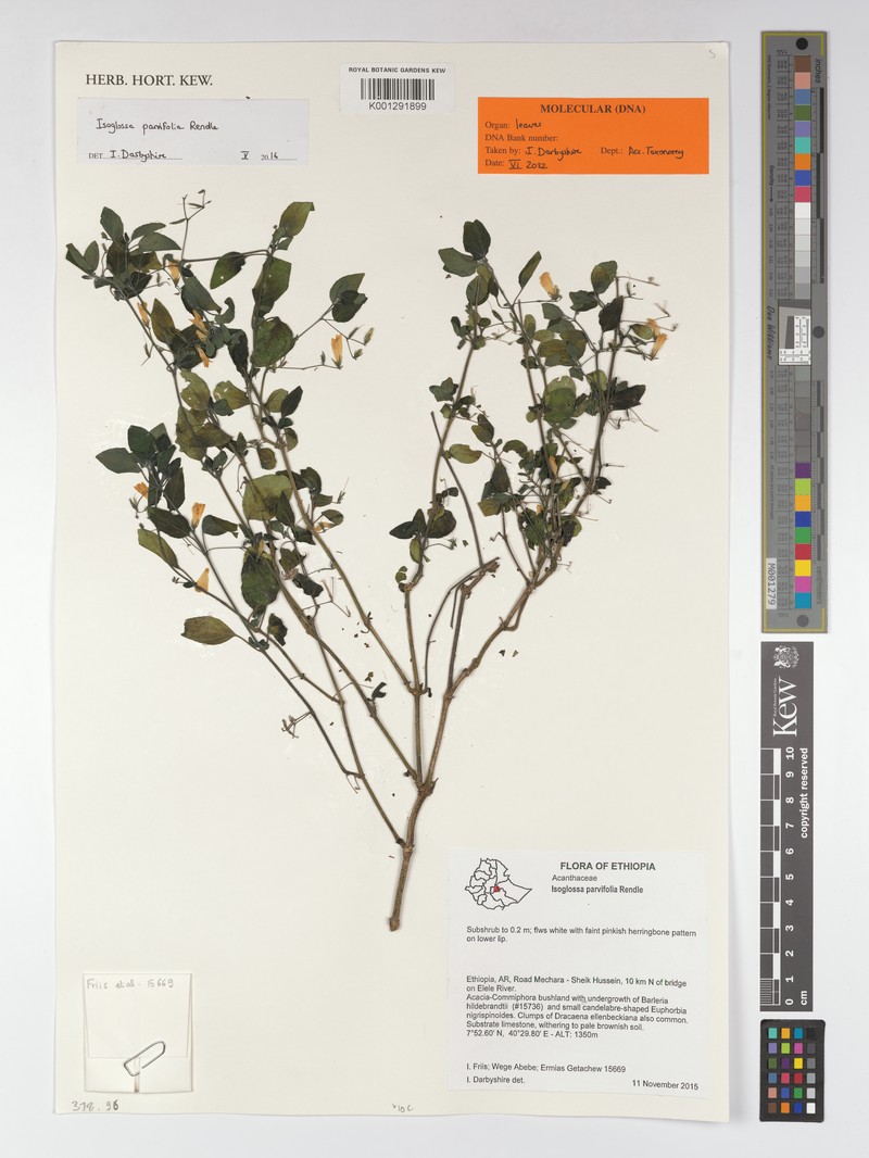 Isoglossa parvifolia photo 3