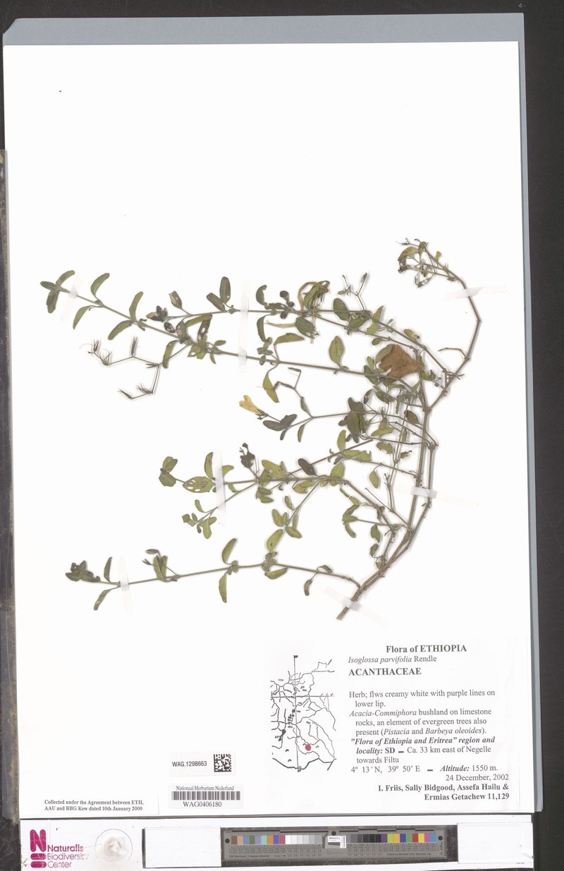 Isoglossa parvifolia photo 4