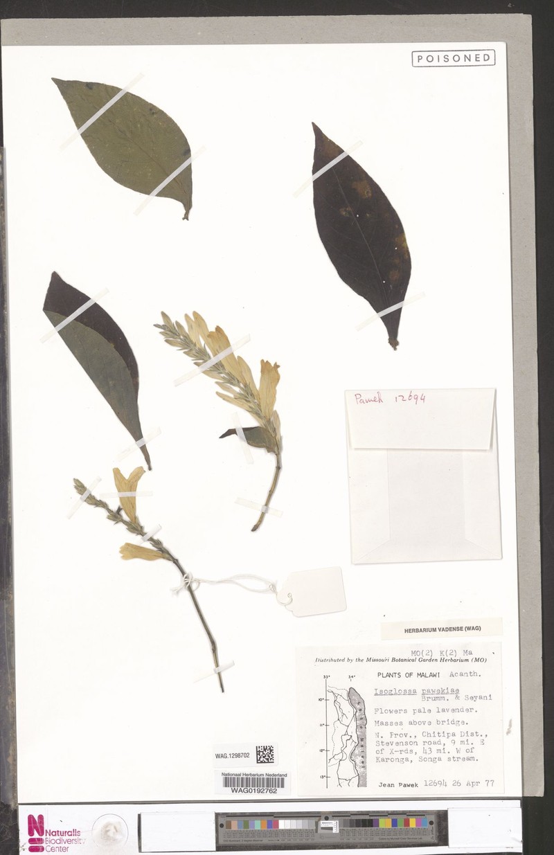 Isoglossa pawekiae