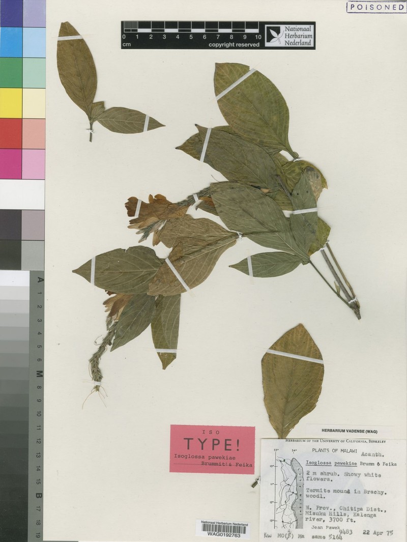 Isoglossa pawekiae photo 2
