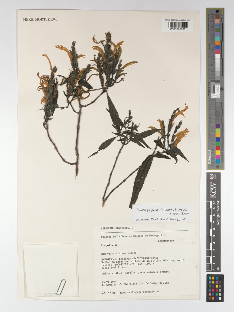Isoglossa perplexa