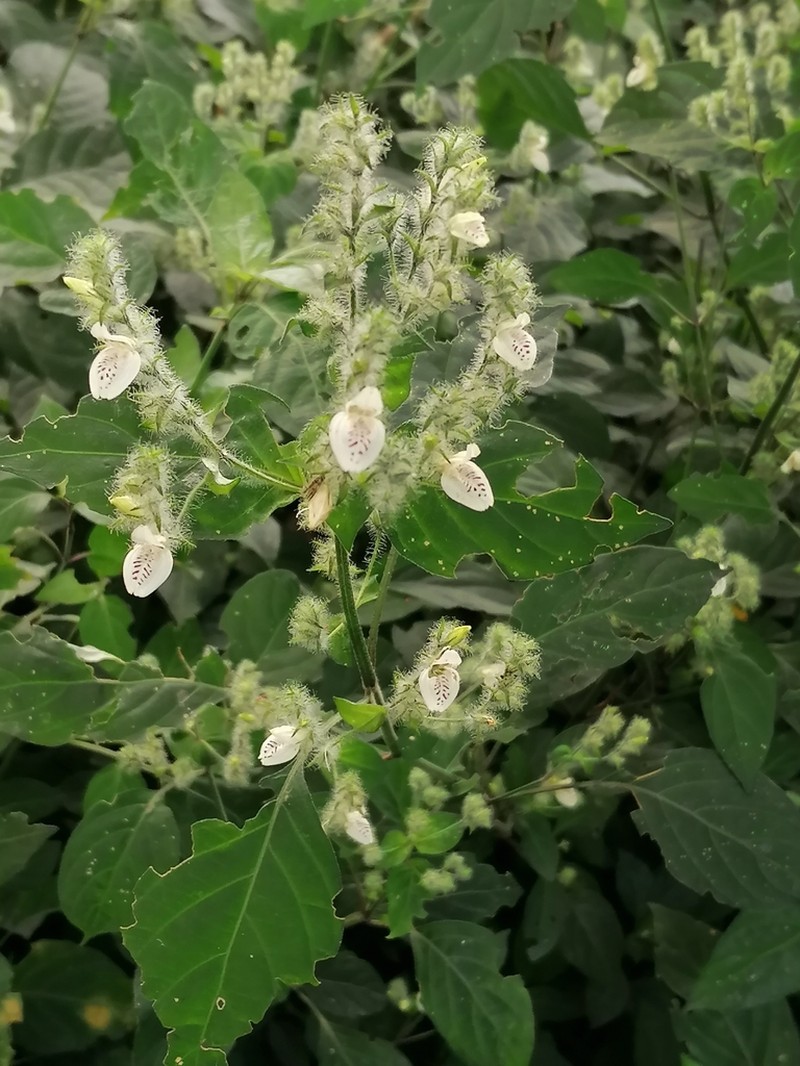Isoglossa prolixa