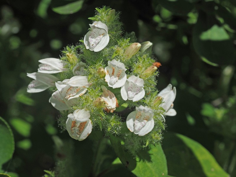 Isoglossa prolixa photo 4