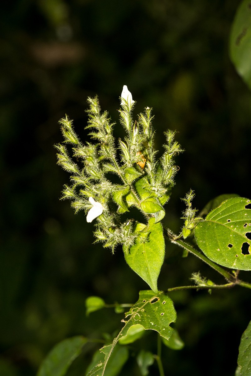 Isoglossa prolixa photo 5
