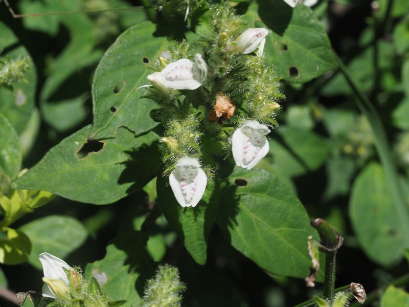 Isoglossa prolixa photo 8