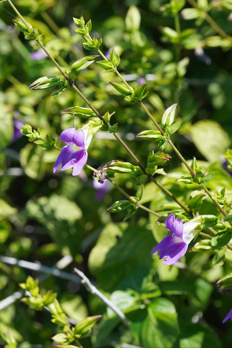 Isoglossa pterocalyx photo 2