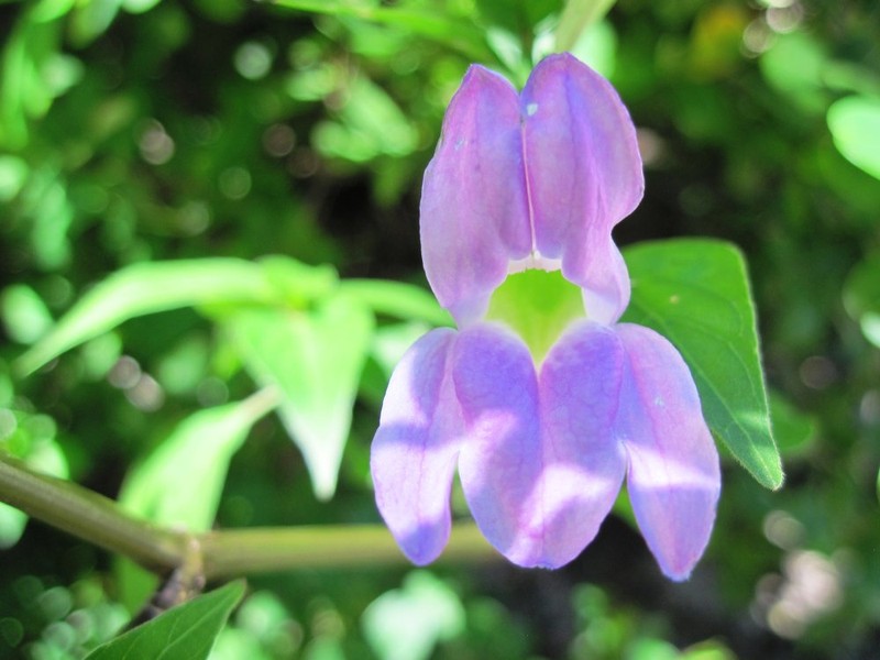 Isoglossa pterocalyx photo 3