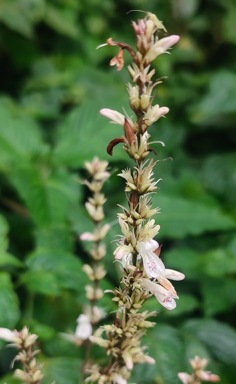 Isoglossa punctata