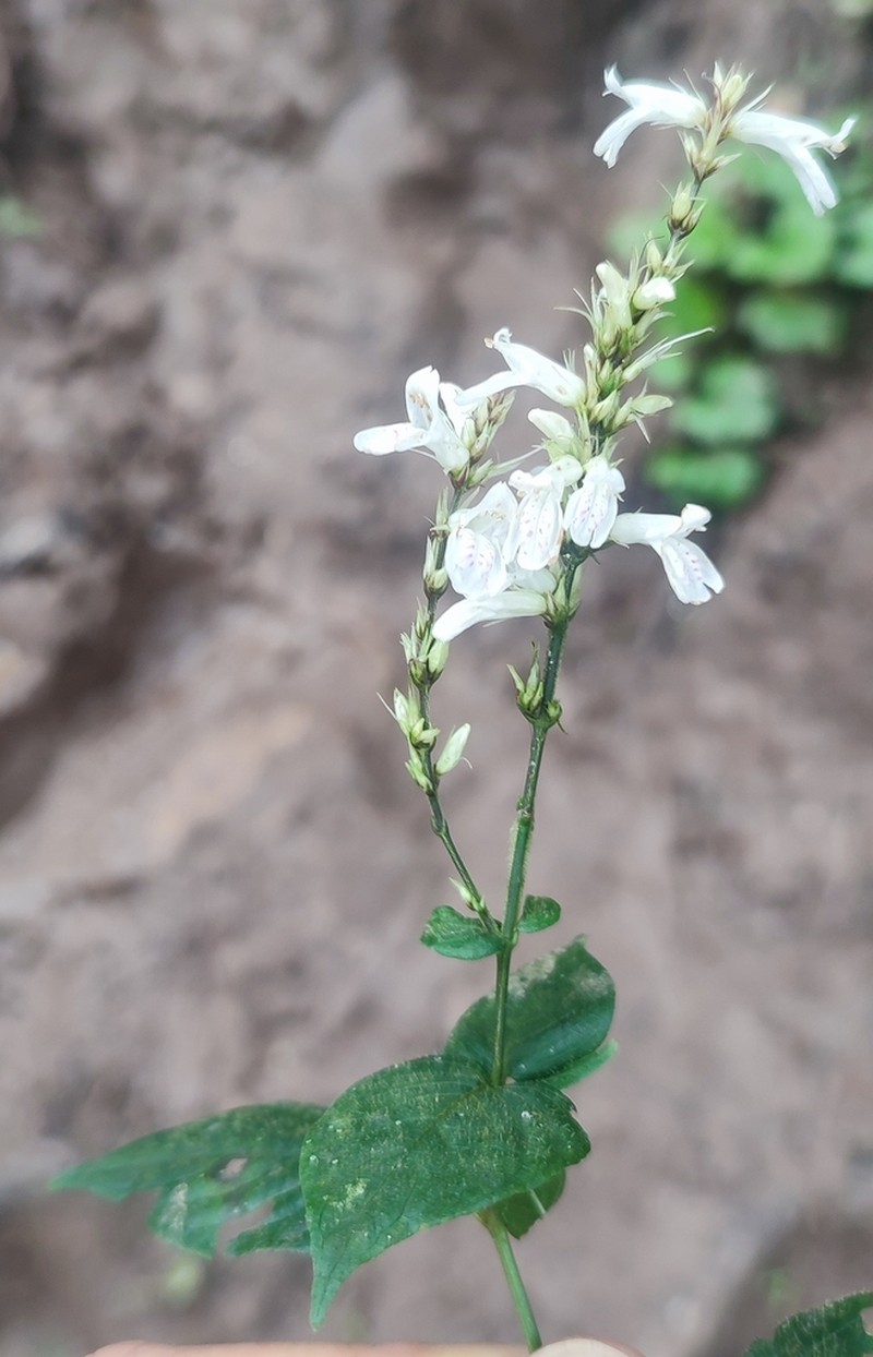 Isoglossa punctata photo 2