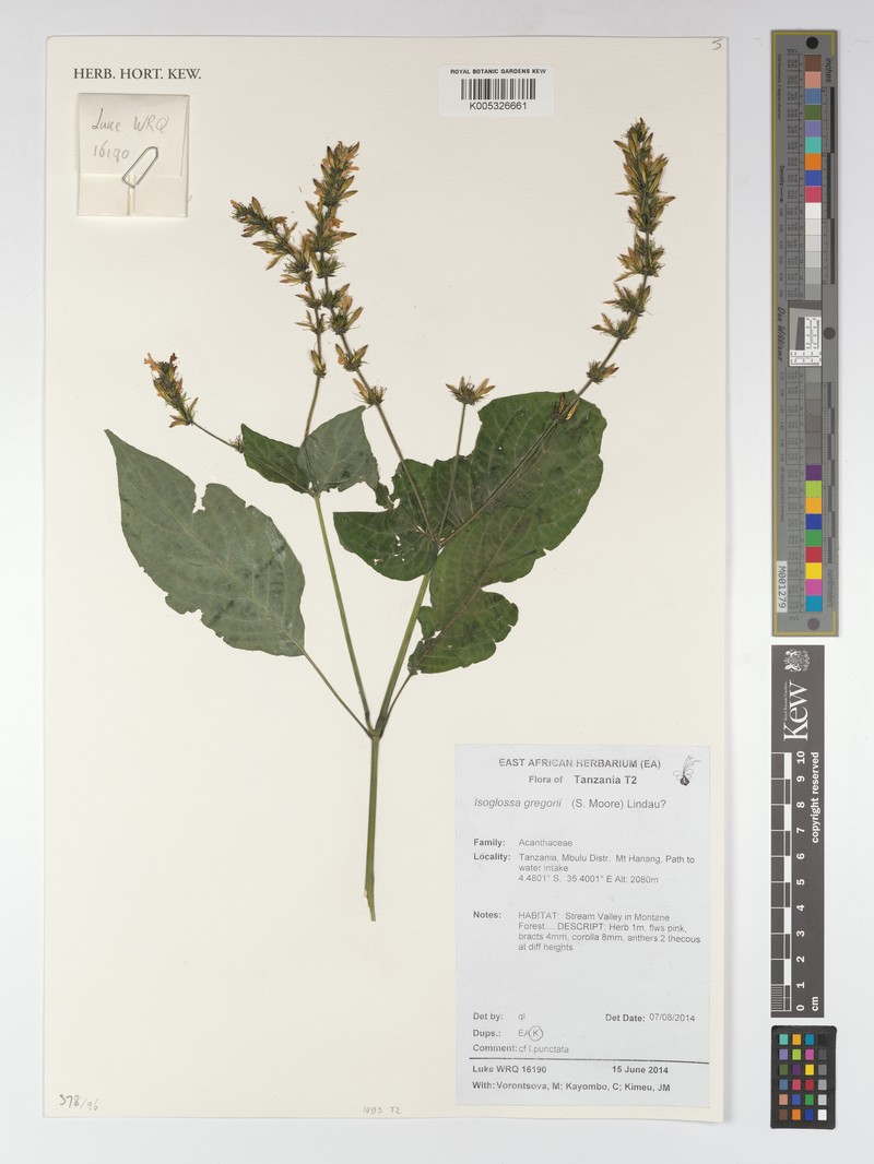 Isoglossa punctata photo 5