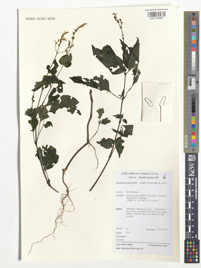 Isoglossa punctata photo 6