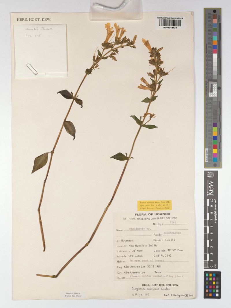 Isoglossa rubescens