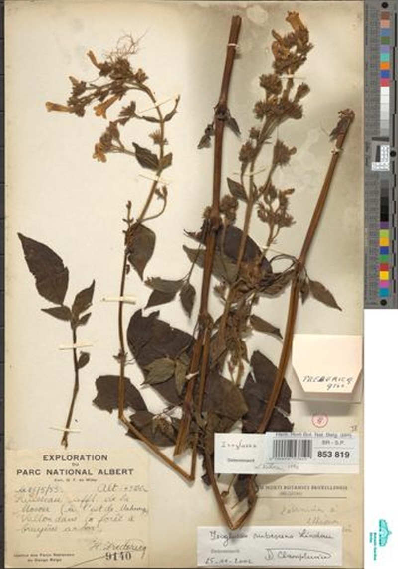Isoglossa rubescens photo 2