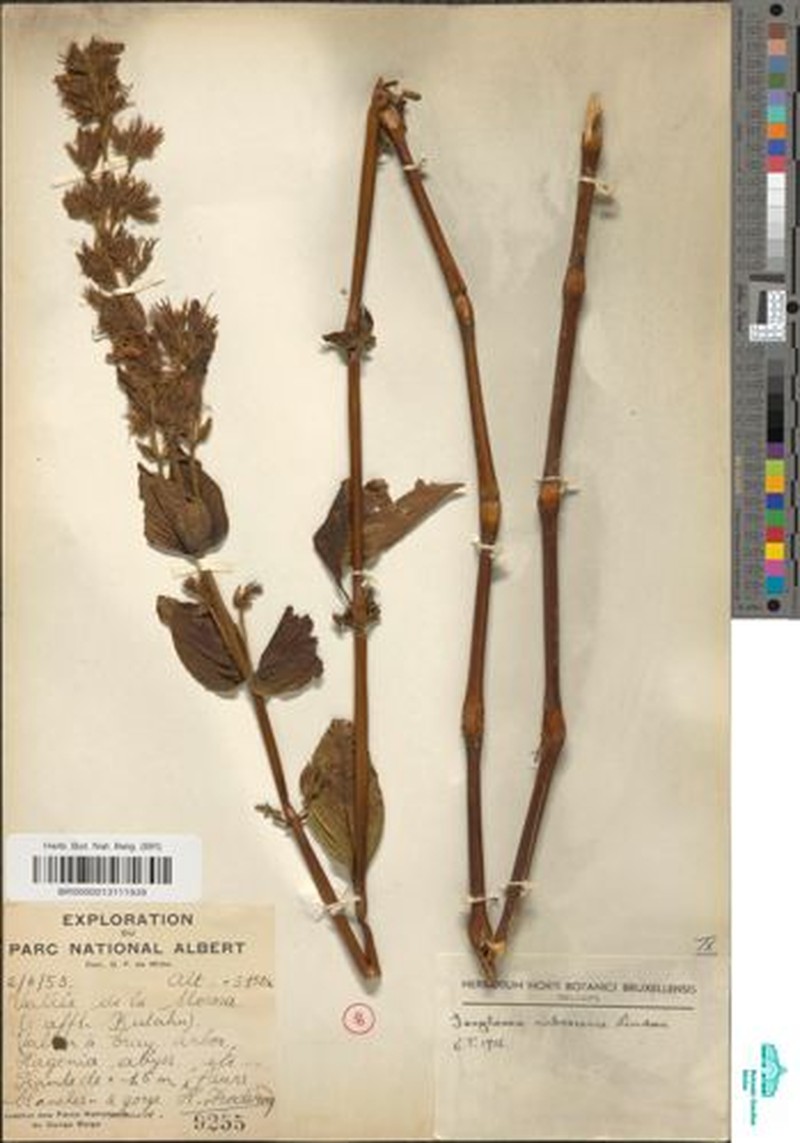 Isoglossa rubescens photo 3