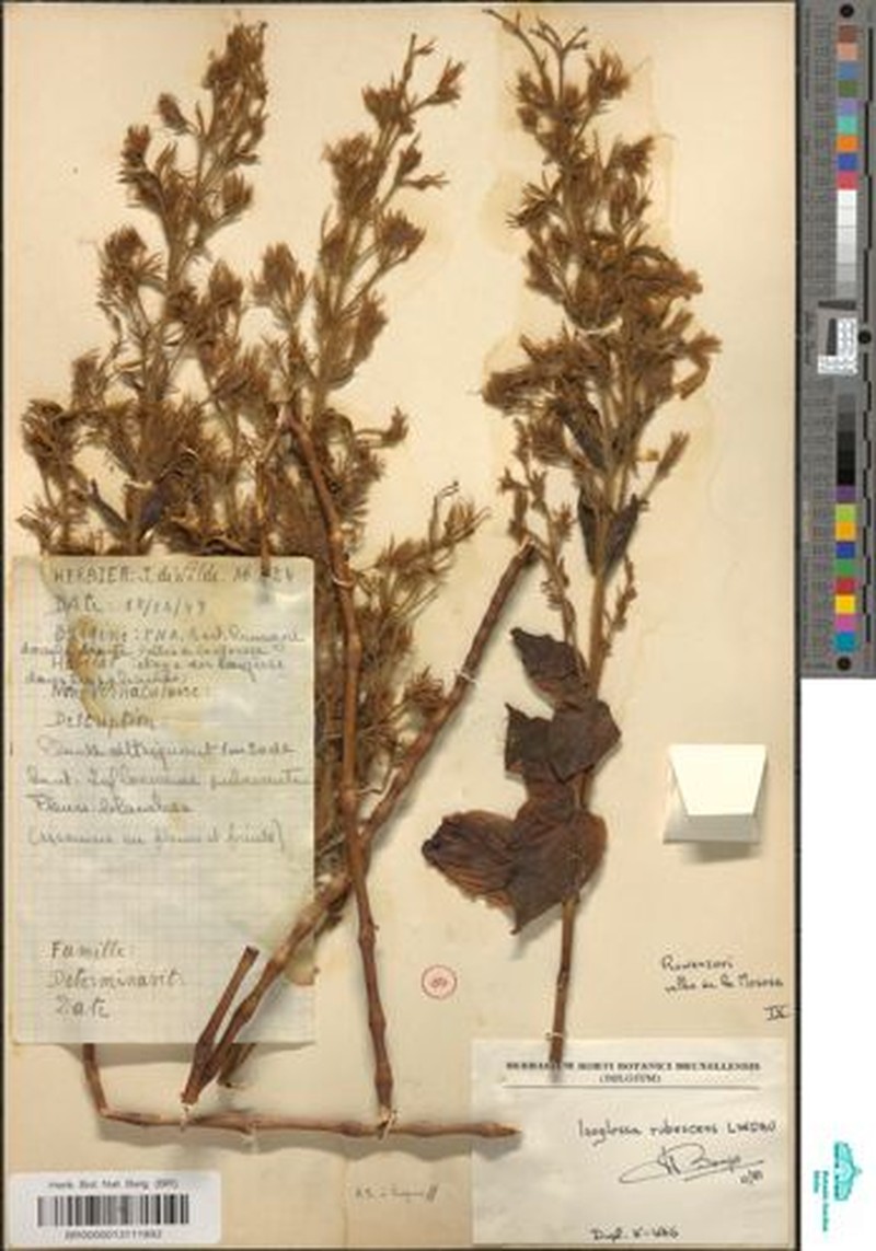 Isoglossa rubescens photo 4
