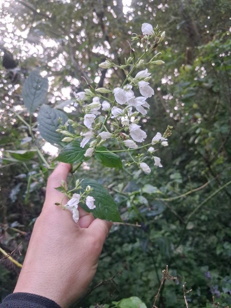 Isoglossa somalensis
