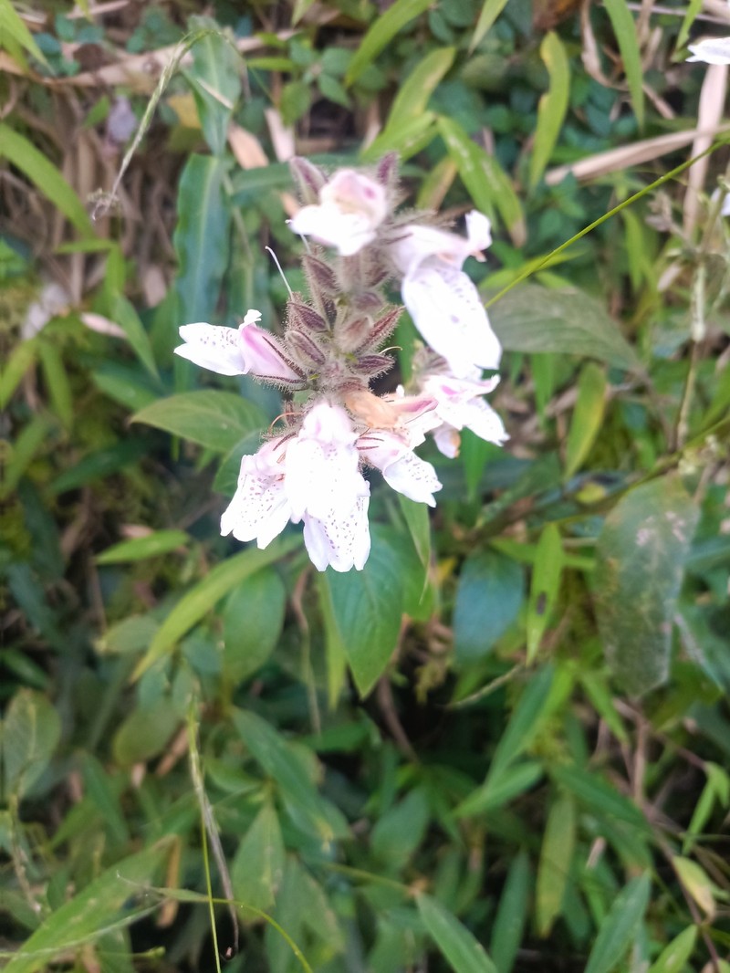 Isoglossa somalensis photo 3
