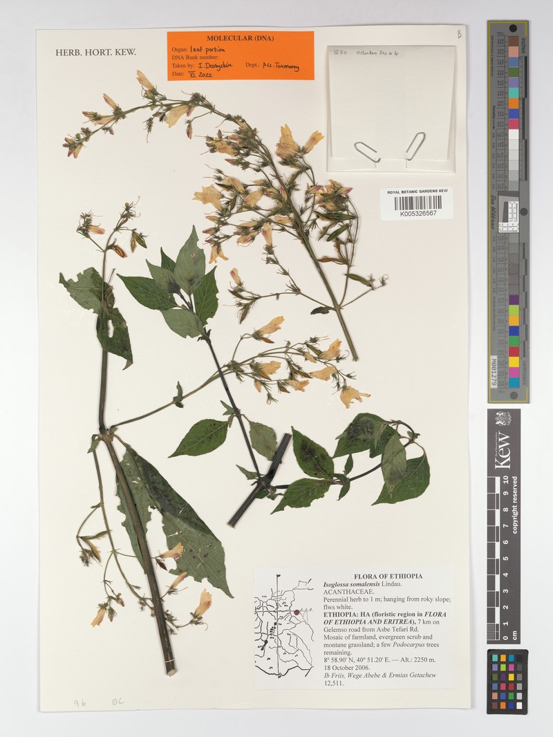 Isoglossa somalensis photo 4